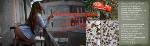 прущие грибы Алзамай